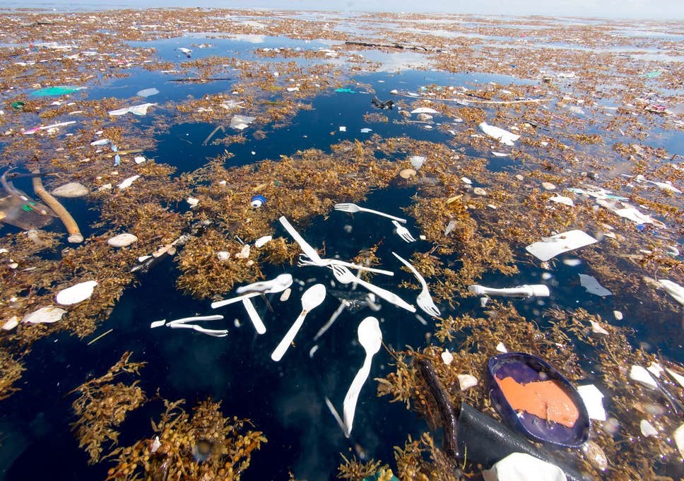 Biodegradable Cutlery, Key To Having Plastic Pollution-Free Future! (1)