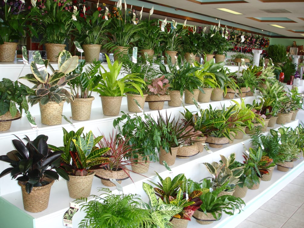 Potted plants instead of flowers