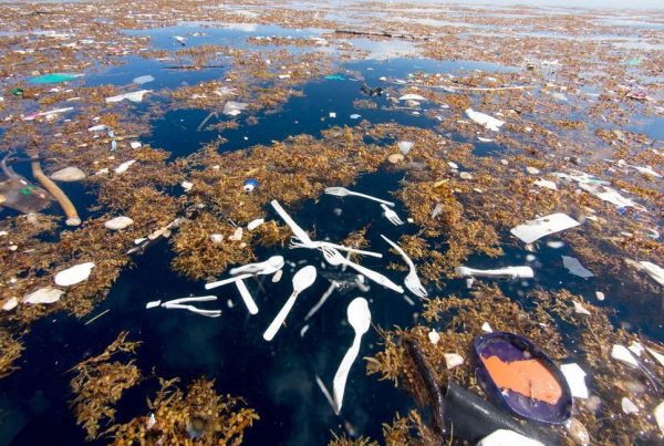 Biodegradable Cutlery, Key To Having Plastic Pollution-Free Future! (1)